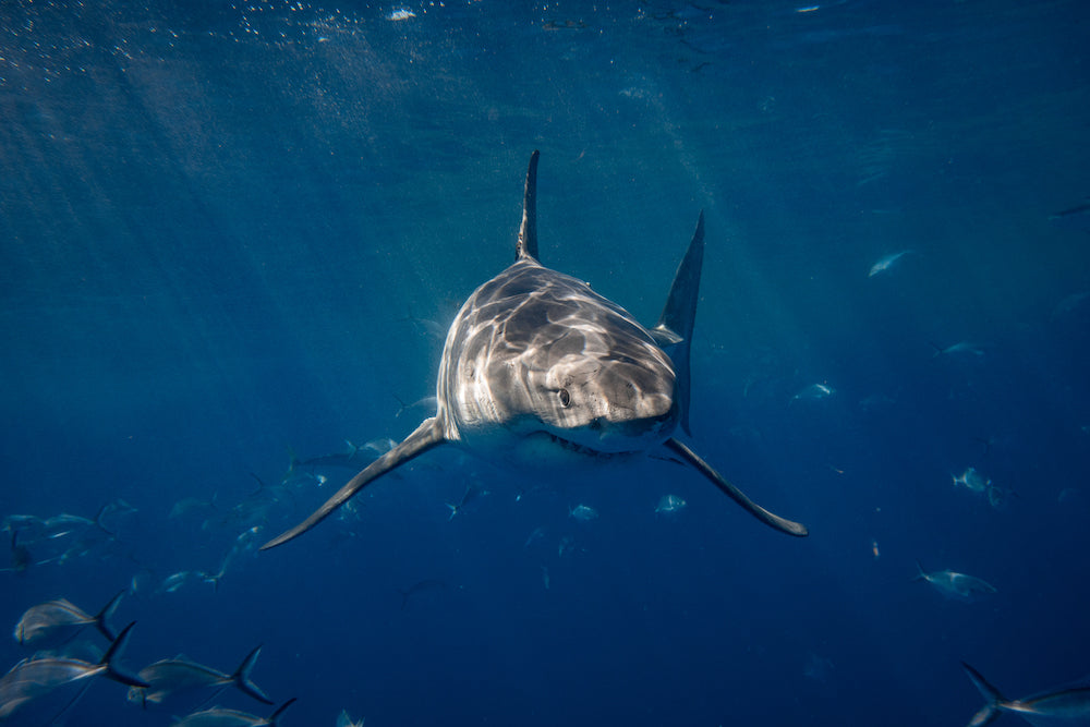 25 years later: First responders recall first TC fatal shark attack